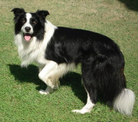 border-collie-playing.jpg