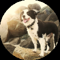 border_collie_happiness_by_animel_www.kepfeltoltes.hu_.png